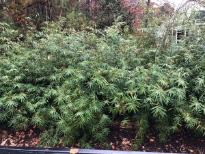 Charleston Clumping Bamboo Plant