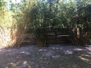 Charleston Clumping Bamboo Plant