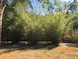 Charleston Clumping Bamboo Plant