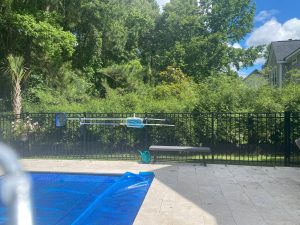 Charleston Clumping Bamboo Plant