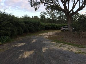 Charleston Clumping Bamboo Plant