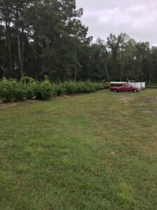 Charleston Clumping Bamboo Plant