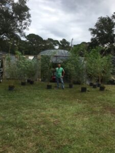 Charleston Clumping Bamboo Plant