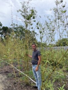 Charleston Clumping Bamboo Plant
