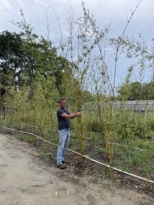 Charleston Clumping Bamboo Plant