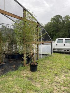 Charleston Clumping Bamboo Plant