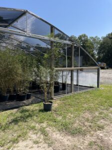 Charleston Clumping Bamboo Plant