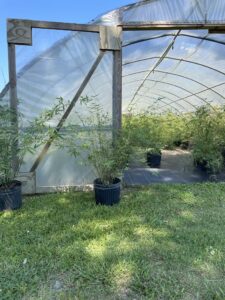 Charleston Clumping Bamboo Plant