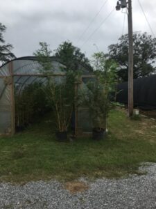 Charleston Clumping Bamboo Plant