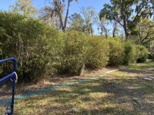 Charleston Clumping Bamboo Plant