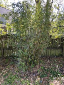 Charleston Clumping Bamboo Plant