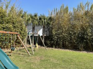 Charleston Clumping Bamboo Plant