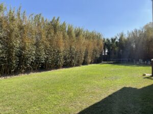 Charleston Clumping Bamboo Plant