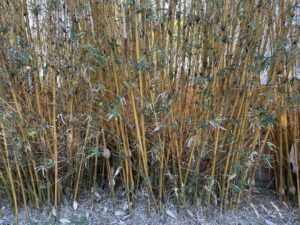 Charleston Clumping Bamboo Plant