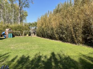 Charleston Clumping Bamboo Plant