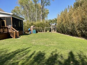 Charleston Clumping Bamboo Plant