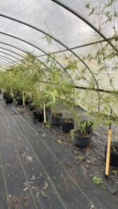 Charleston Clumping Bamboo Plant