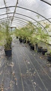 Charleston Clumping Bamboo Plant