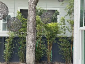 Charleston Clumping Bamboo Plant