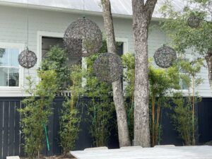 Charleston Clumping Bamboo Plant