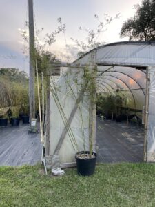 Charleston Clumping Bamboo Plant