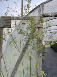 Charleston Clumping Bamboo Plant