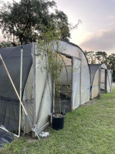 Charleston Clumping Bamboo Plant
