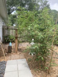 Charleston Clumping Bamboo Plant