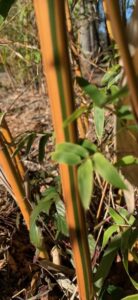 Charleston Clumping Bamboo Plant