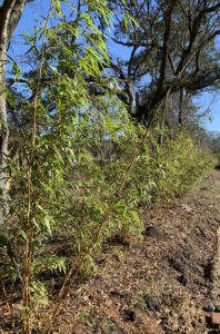 Charleston Clumping Bamboo Plant