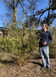 Charleston Clumping Bamboo Plant