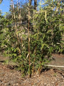 Charleston Clumping Bamboo Plant