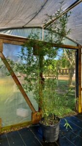 Charleston Clumping Bamboo Plant