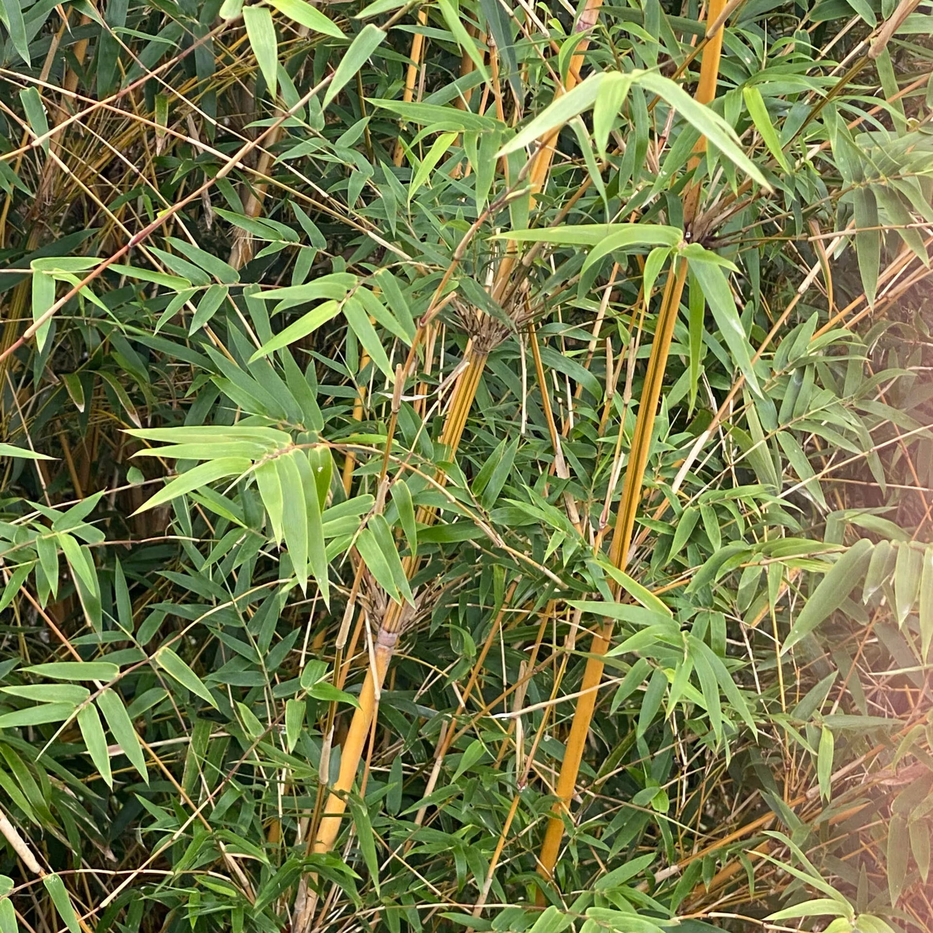 AlphonseKarrfoliage